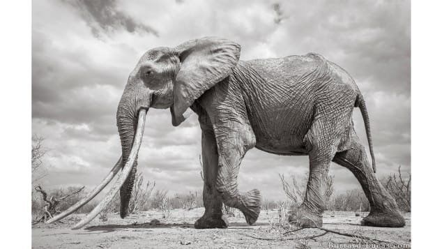 Elephant queen